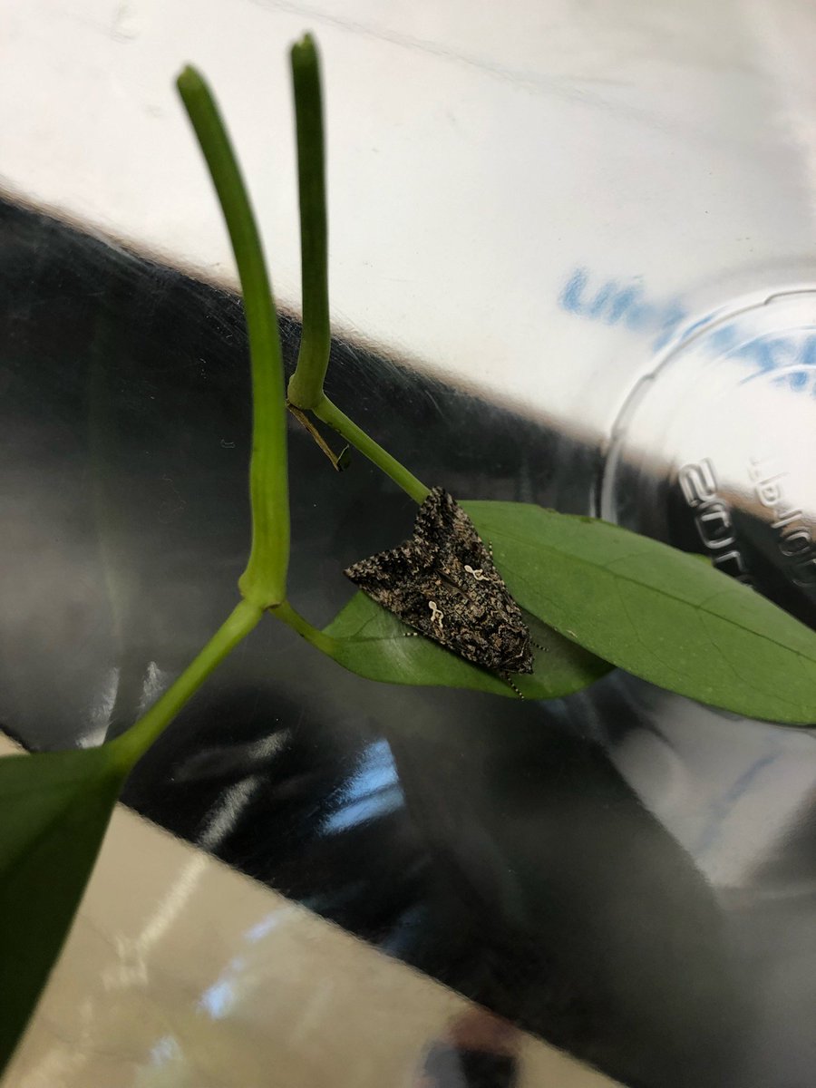 HMS_Team73's tweet photo. Wintergreen finally came out of this cocoon. Sterling's class has been observing a now identified Winter Moth complete metamorphosis. #authenticlearning #sciencerocks @HarlemMS https://t.co/SIEciaHkkZ