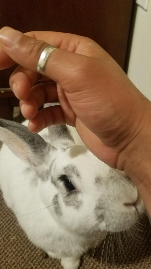 Cobwebthebunny's tweet photo. Im teaching other human how to properly pet me. #trainyourhuman https://t.co/Oof4smePIV