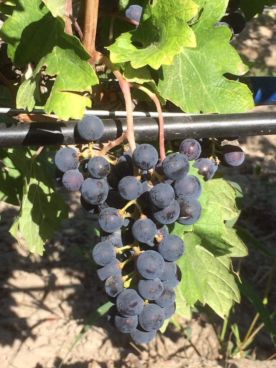 OsoyoosLarose's tweet photo. #harvest2019 #Vendanges19 Good luck to all the wineries, winemakers, cellar crew, pickers!!! Have fun!! #Okanagan #BCWine https://t.co/9b6lkH8Zji