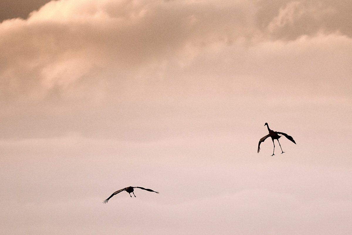 The crane.
It’s fun to watch these birds!
#artists #animal #photography #wildnature #moody  #sky #scenery #sunset #art #crane #birds #birdsareawesome #protectthenature #cloudysky #pastel #skydancers #freedom #feelings