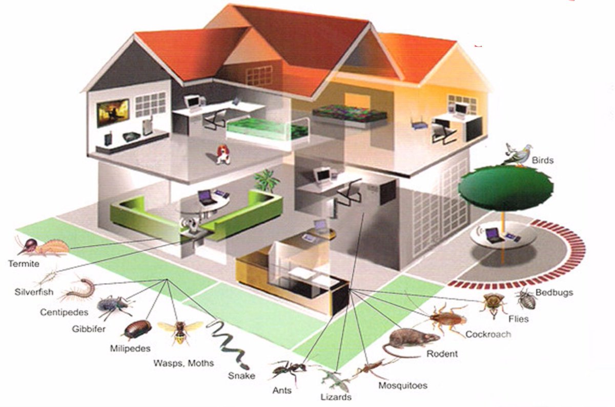 sproutandbloom's tweet image. Whatever the pests,where ever the location,lean on us to smoke them out for good!💪#WeFumigate!

#SproutAndBloom #Landscaping #Fumigation #GardenMaintenance &amp;amp; more.. ☎ us on.    0312 297946.Whatsapp 0500141333....
..for a touch of CLASS ABOVE GREEN🍃🍀😊
#PleaseShare🙏