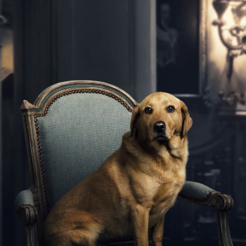 DowntonThomas's tweet photo. When the dog gets featured more than you. #DowntonAbbeyFilm PS Either that's a different dog, or they've over done his fake tan. https://t.co/yA2gVmnRp1