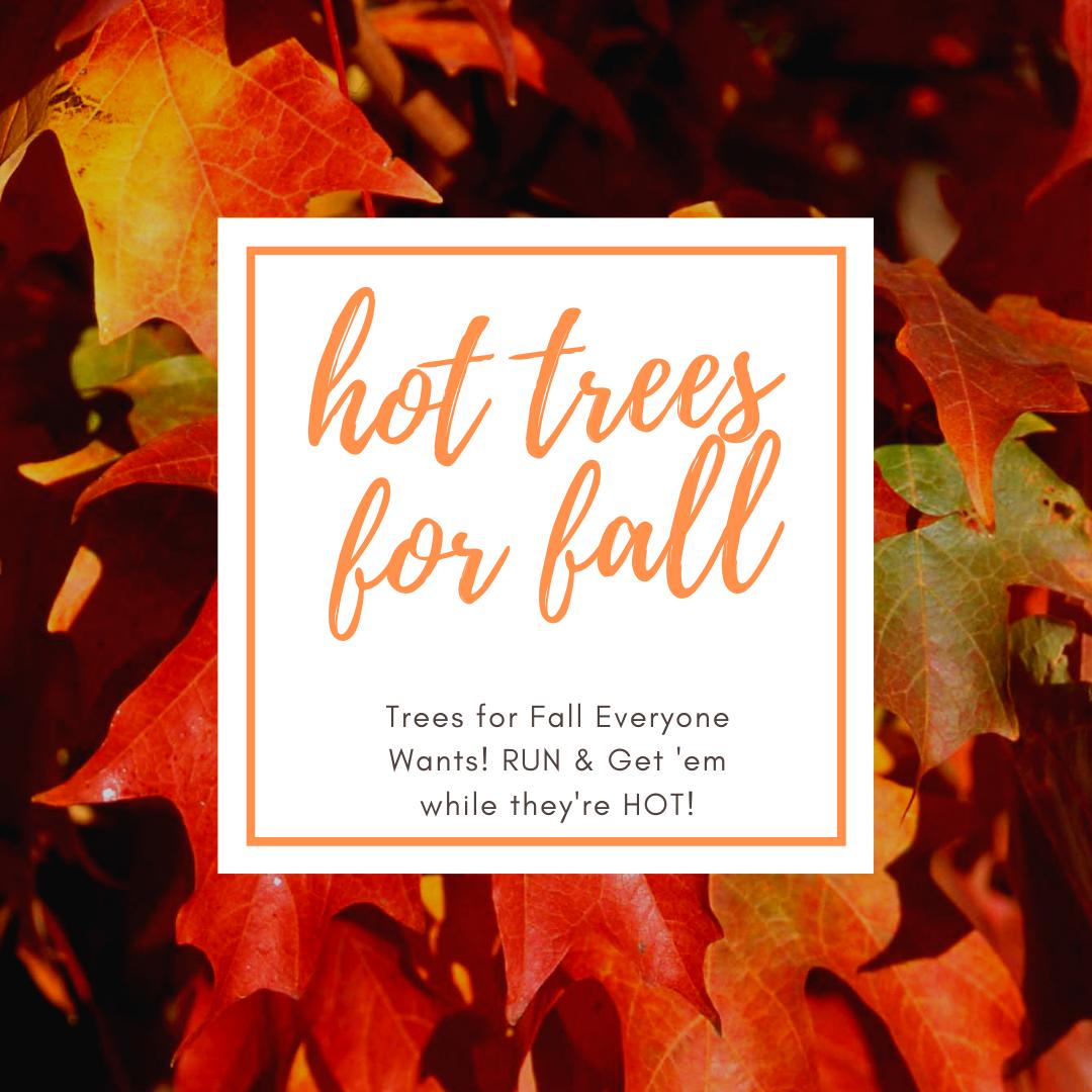 on Twitter "The trees on this list are HOT💥 HOT 💥HOT💥and