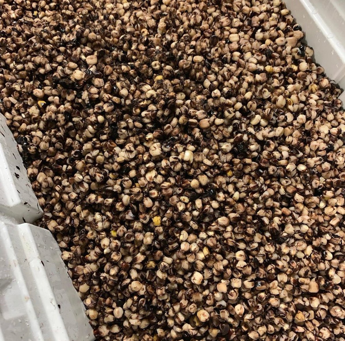 We’re excited to announce a collaboration with our friends <a href="/gracemeatthree/">Grace Meat + Three</a>! 

Grace Hominy Lager is a Mexican-style lager brewed with Bloody Butcher corn cooked by the crew at Grace. Clocking in at 4.8%, it’s a perfect companion for southern cuisine, especially fried chicken.