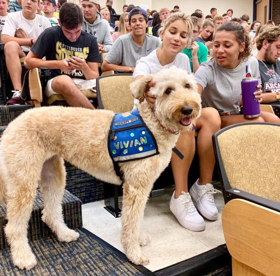 What's better than puppy love?! 😍 Join us for "Puppy Love" during #WVUDiversityWeek! Learn more about the human-animal bond, service dogs and dog training. 

🐾Friday, Sept 20
🐾11:30-12:30pm
🐾Mountainlair, Rhododendron Room 

Learn more at diversity.wvu.edu.