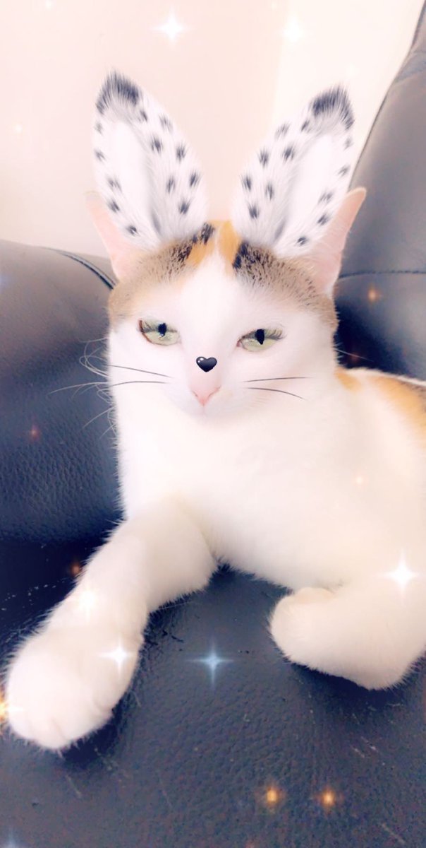 Corna tha Cat tweet media