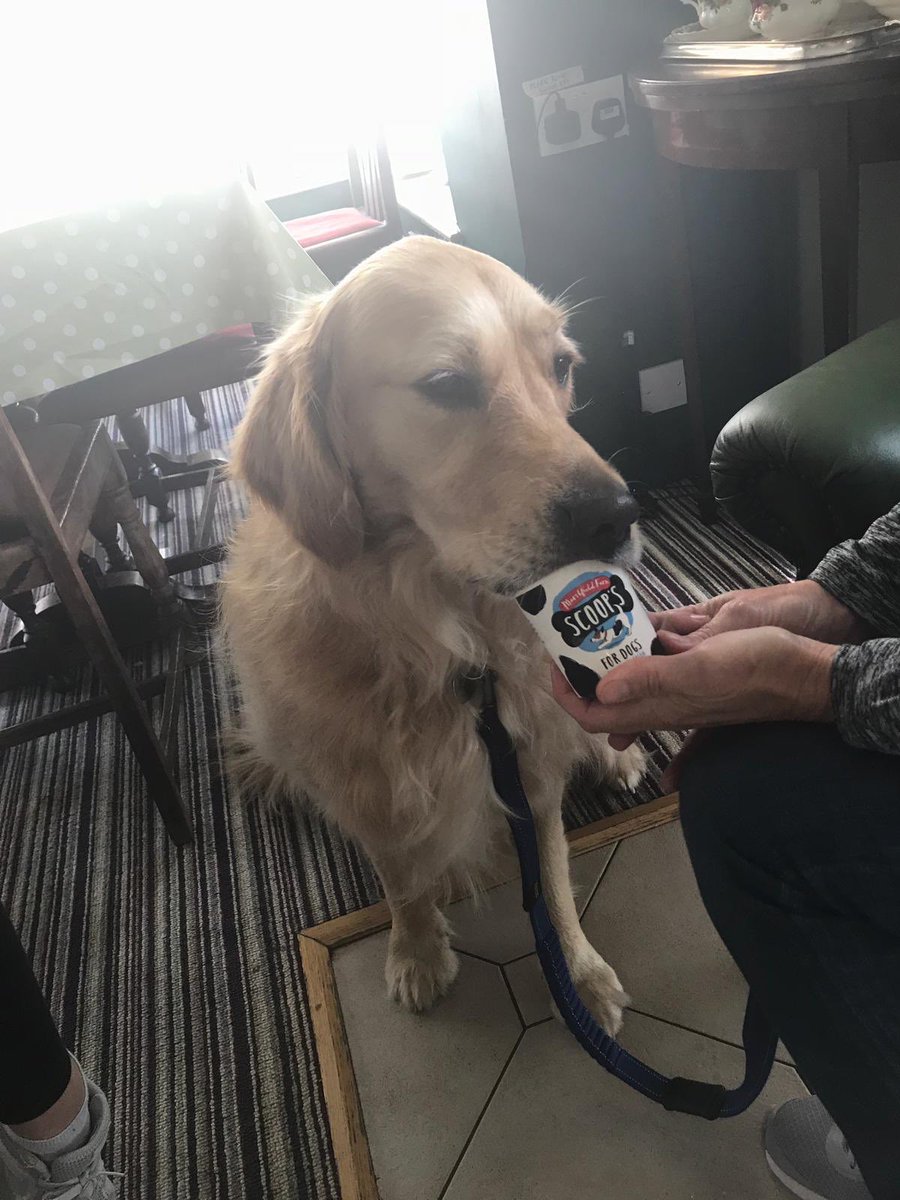 TeaSetDogs's tweet image. Lovely Barney visited @TheTeaSetCafe in broadway this week and thoroughly enjoyed his @MarshfieldIces #scoopsdogicecream