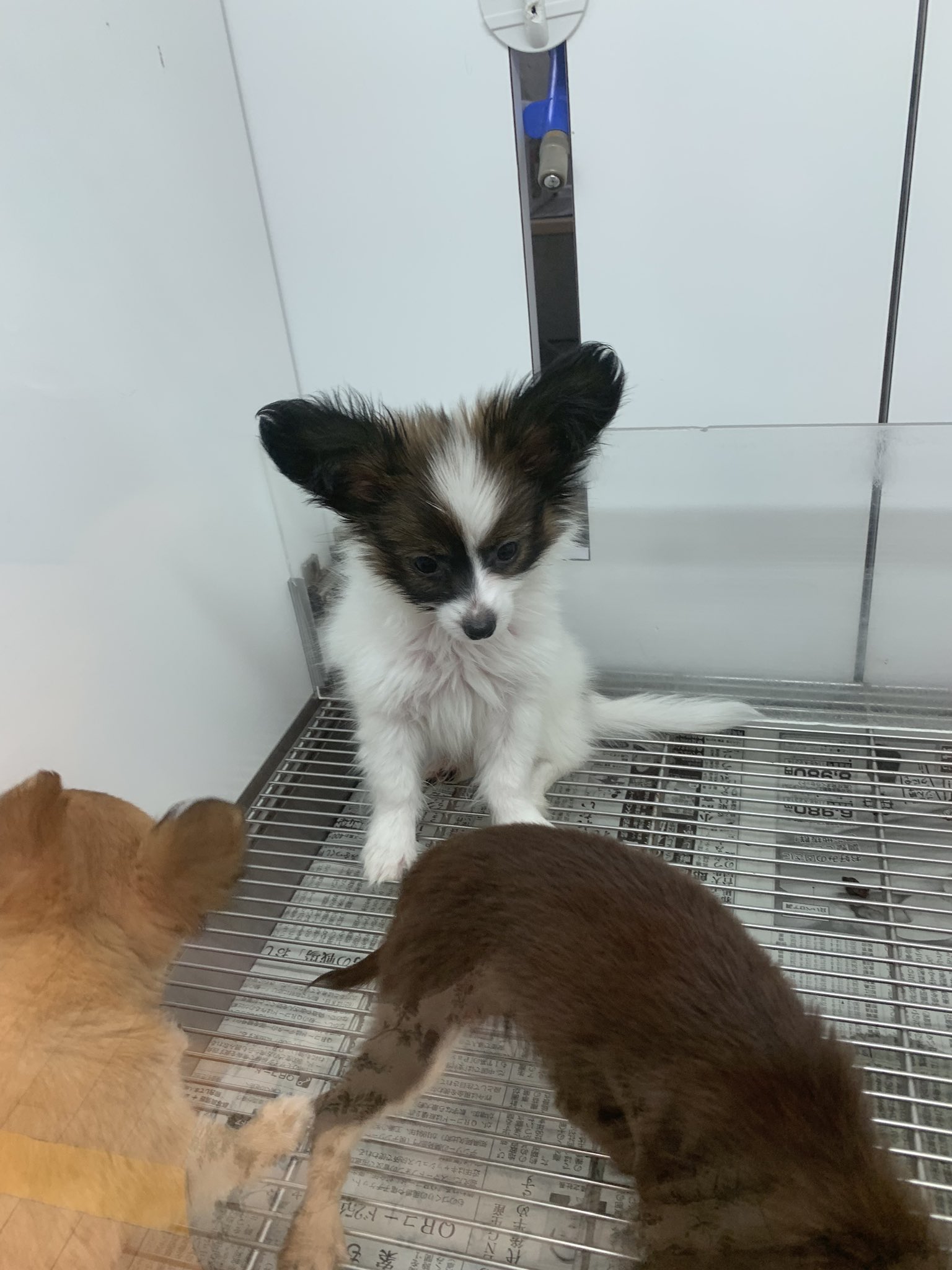 みぃ パピヨンいた 可愛い ってなったけど ここのペットショップの犬猫達は必ず5年以内に病気にかかってほとんど死ぬんだよね 可愛い子達ばかりなのに 可哀想に ちなみに 私はペットショップでは絶対犬は飼いたくない ブリーダーさんから