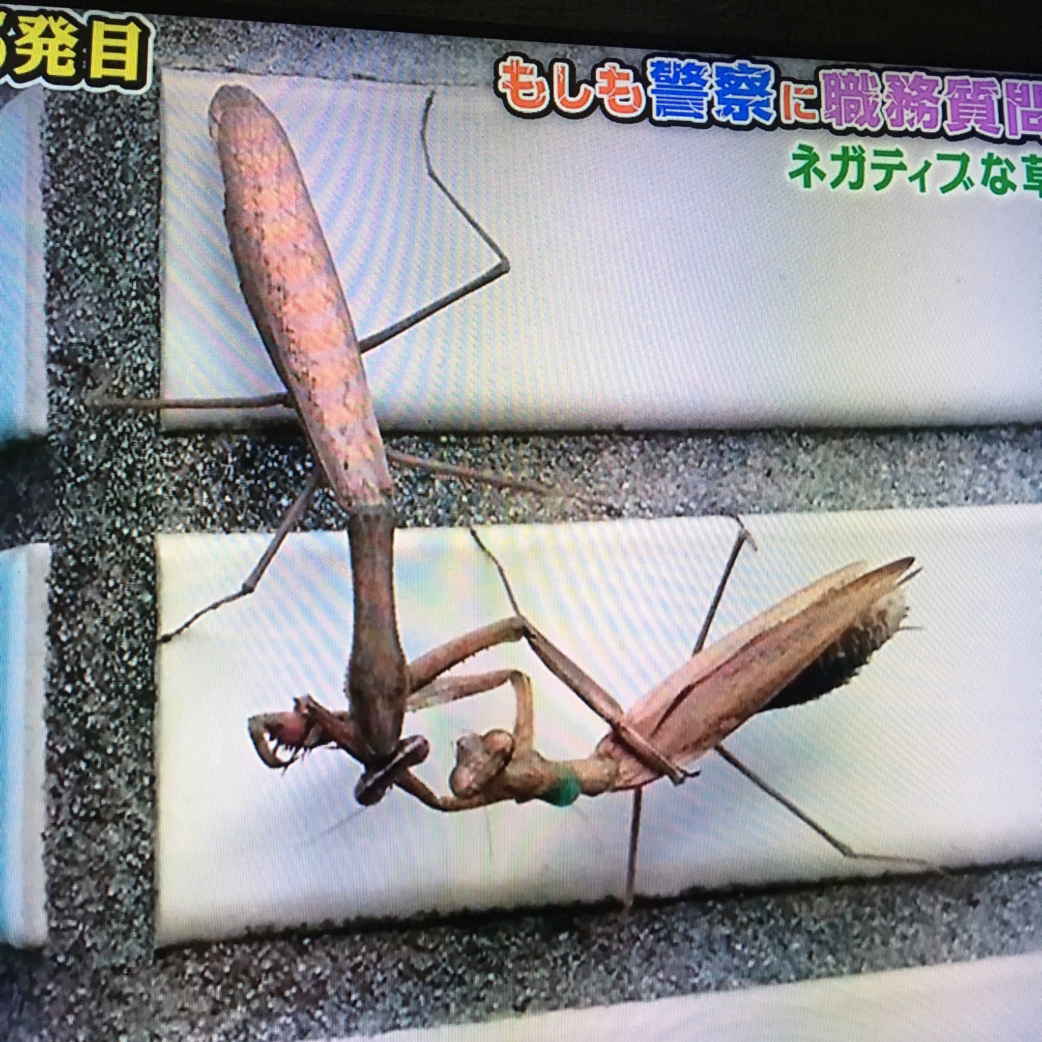 昆虫写真家 Twitter Search Twitter