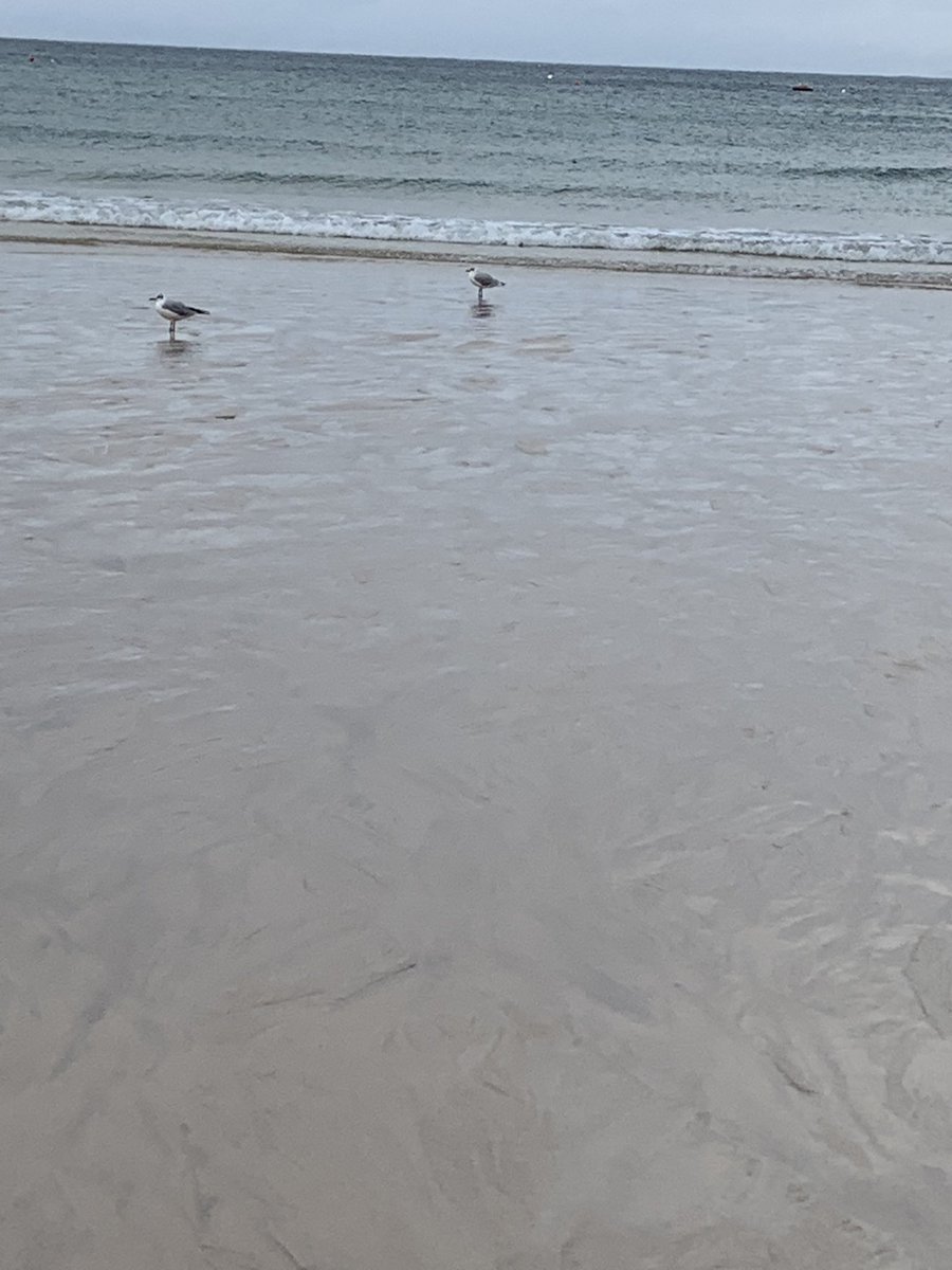 MarkusAllan's tweet photo. #NEWWAVESA here in Porthminster staff are getting everything ready for tonight :) but seagulls are bigger than the waves...... ☹️ https://t.co/M9oYsZKVGu