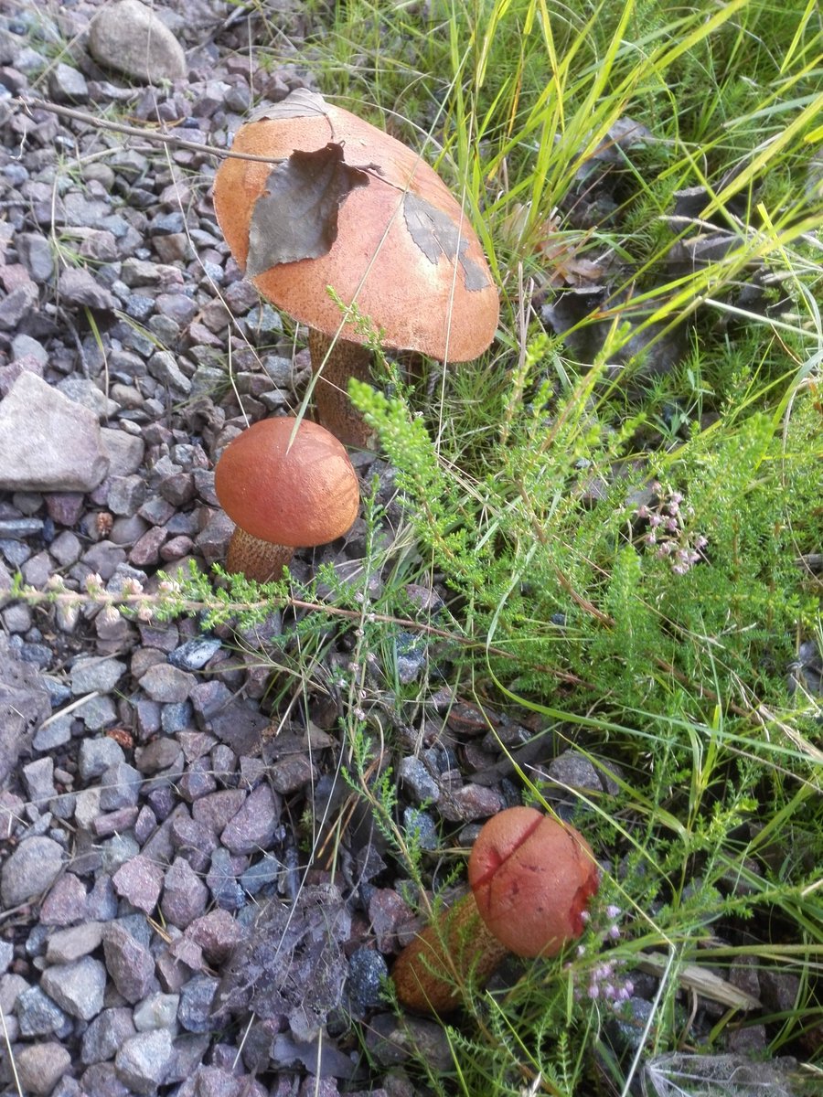 kristallnaach's tweet photo. Gestern im #Wald bei #Fryksta
#Preiselbeeren #Lingon gesucht..
#Pilze #Svamp gefunden..
😍 #Schweden 🇸🇪 #Fryken-#See
#Elchenländle19 🇸🇪 #Värmland https://t.co/jOkr4STPFA