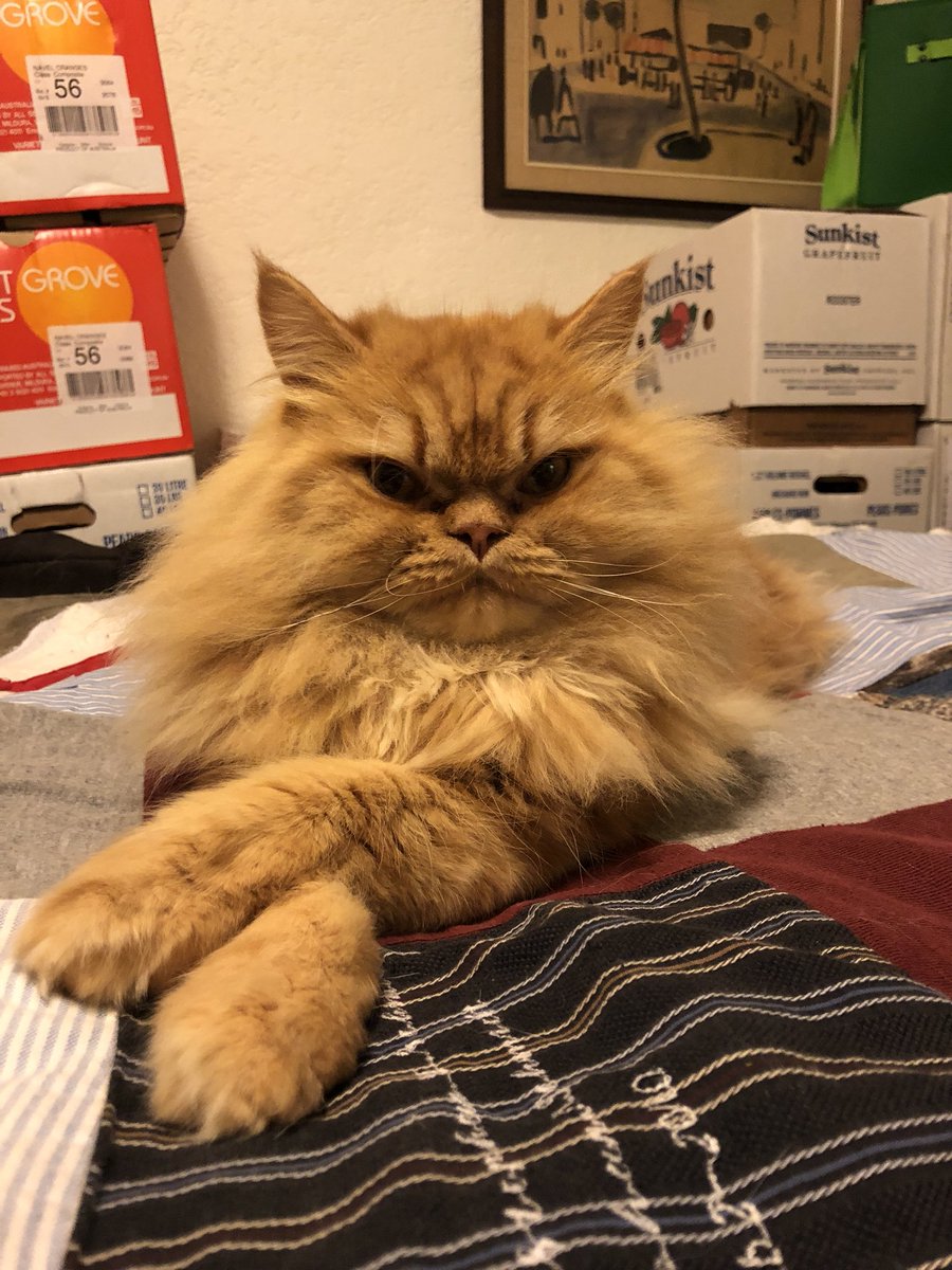 MapleBunnie's tweet image. Fun fact Prince Lirs nick name before reading @EliseKova #AirAwakens series is #MyPrince as his full name is Prince Lir so now hes kinda named for two book loves