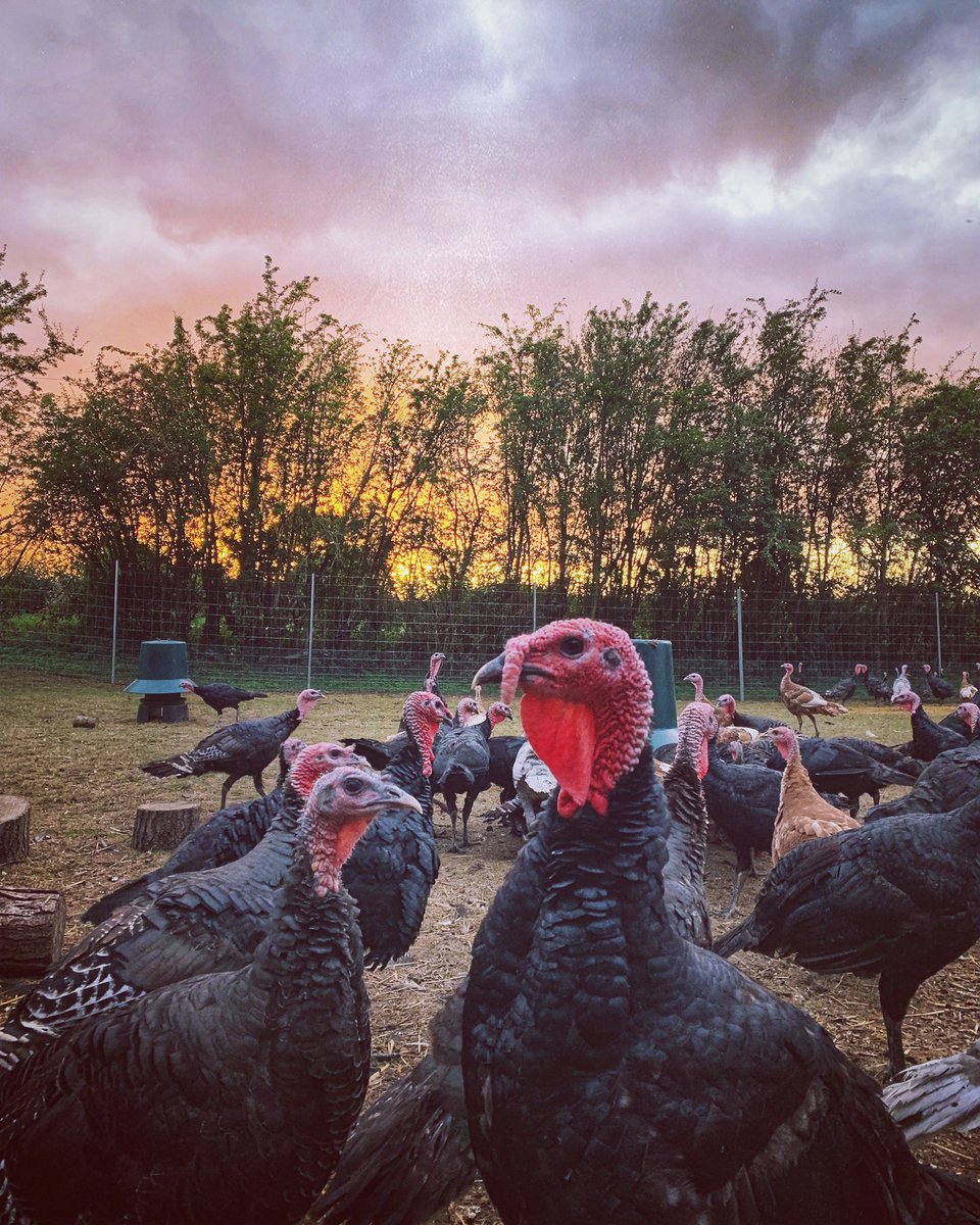 Moody skies over the turkey field this evening 
#turkeysoftwitter #freerangeturkeys #higherwelfare #Warwickshire #stratforduponavon #turkeyfarmer #teamturkeys #happyturkeys #fullyfreerange