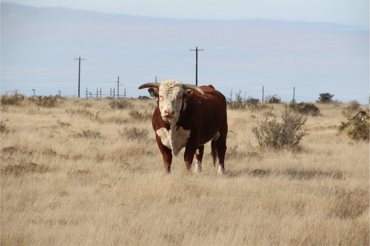 Last call to get signed up for our Ranchers Leasing Workshop in Ft. Worth on Friday!  If you are a landowner or lessee with a grazing, hunting, or livestock lease, this program is for you!

today.agrilife.org/2019/08/25/ran…

#aglaw #aglease #texaslaw <a href="/txextension/">Texas A&M AgriLife Extension Service</a>