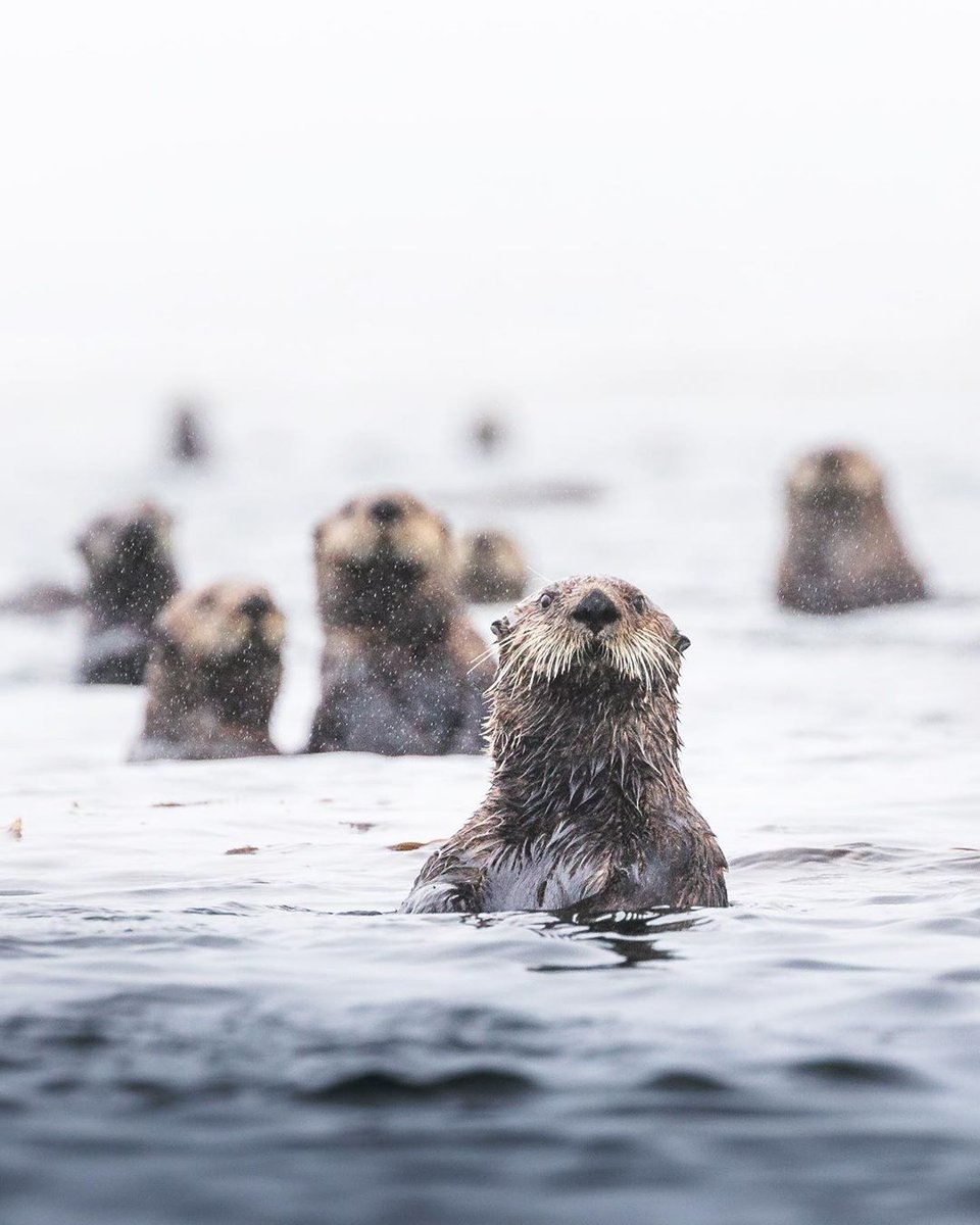 BCWildlife's tweet photo. In otter news, it's the weekend! This week's #BCWFPhotoContest winner is @chase.teron! We hope everyone has a great weekend! Tag us in your photos for a chance to be featured! https://t.co/cUDKgIjBcF