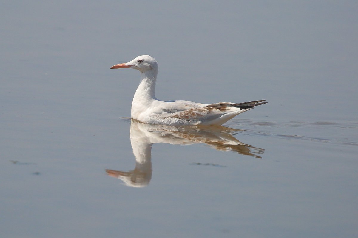 A brilliant day in Bonanza salinas, 24 species of #waders, undoubted highlight 250+ Curlew Sandpiper, RN Phal, the Slender-billed Gulls stunning and White-headed Ducks great to see. Big thanks to @elperjum for great #birding & help with the guiding.