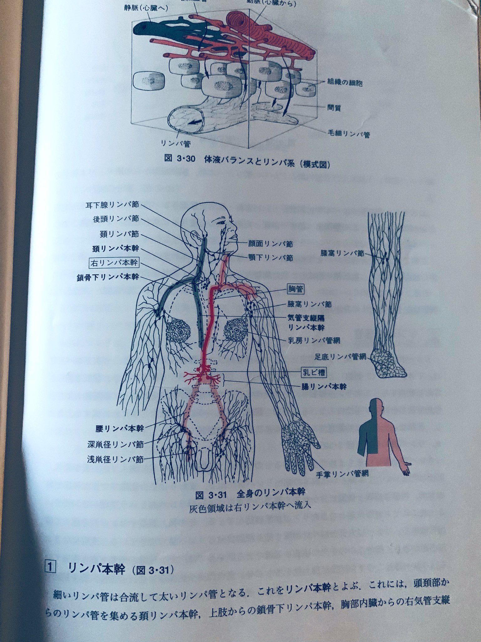サンクス この図を見ると なぜ乳がんが起こりやすいのか よくわかります 明らかにリンパ管が集中しています 血管で回収されなかった リンパを集めて 静脈まで運ぶ循環系 この作用により 組織液が回収され むくみ 浮腫 が解消されます 細かいゴミ回収や免疫