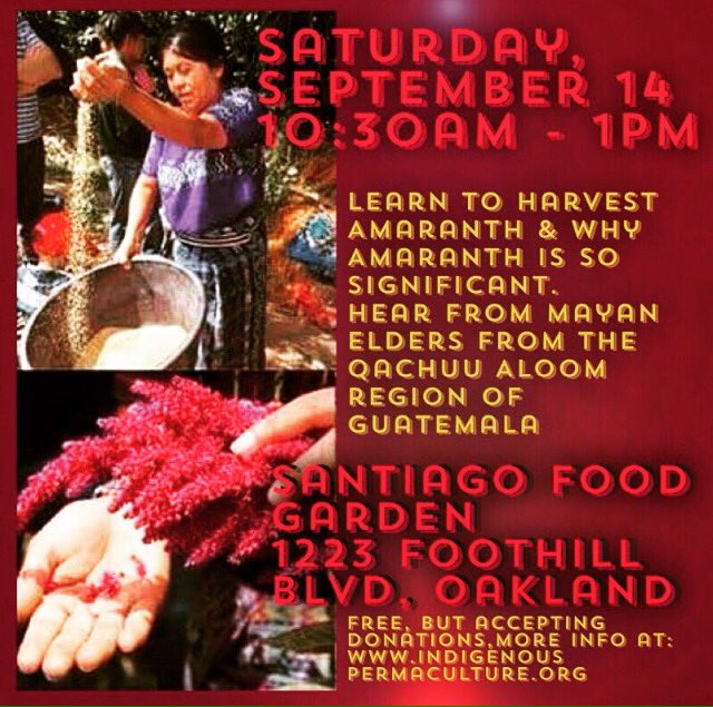 My indigenous permaculture group is hosting a Amaranth Harvesting Workshop next week. If you're interested in hearing Mayan elders talk about the sacred significance of Amaranth come thru