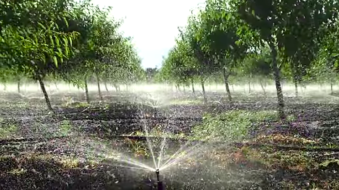 Create more efficient water use in your citrus orchards by keeping plants cooler with Surround and Purshade. Watch and learn more: bit.ly/2YcmgO5.
