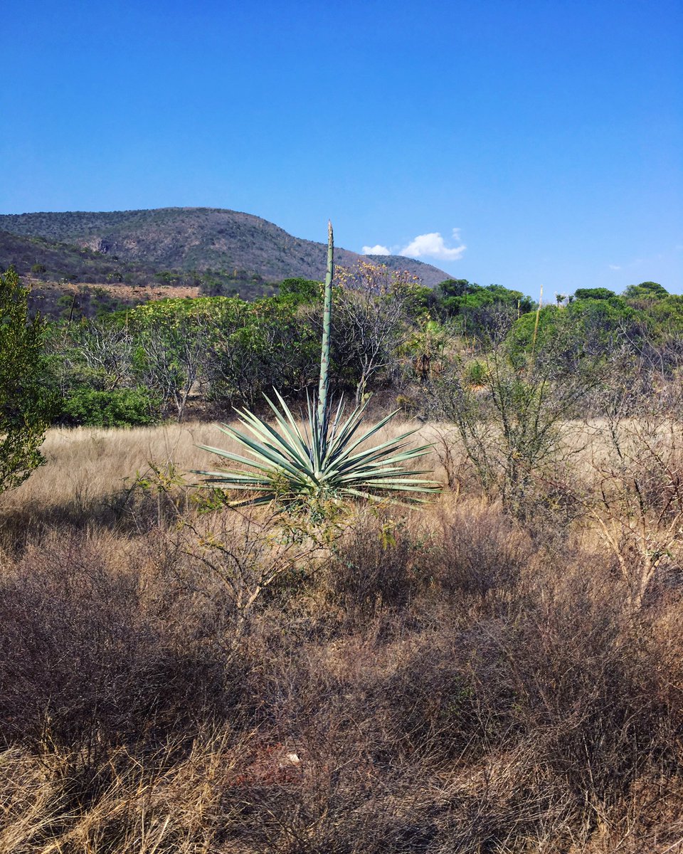 Wild unicorn 🦄 #mezcallovers #santiagomatatlan #ilovemexico🇲🇽 #wildagave #lajicarta