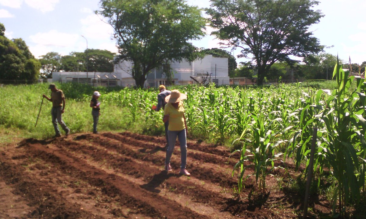 |Hoy desde el estado bolivariano de Cojedes municipio Ezequiel Zamora, sembrando  90  plantas de maíz en el espacio de formación productivo Aníbal dominicci 
@MPPEDUCACION 
@AUDITORIAFSR14 
@MargaudPSUV 
@robinson_vzla 
@dennybenitez1 
@