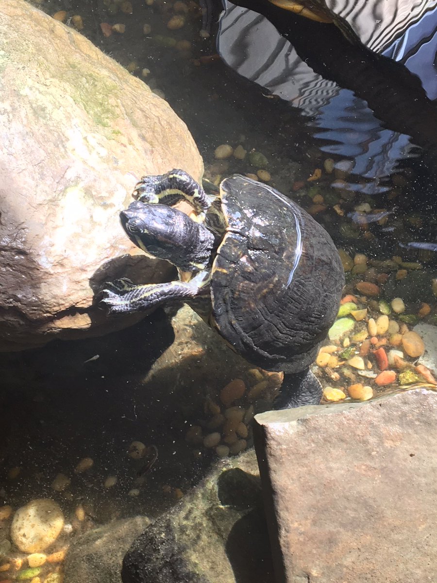 MMS_CSDA's tweet image. A few new items to check out at MMS.  Todd the turtle who arrived on Wednesday and a beautiful rock garden filled with the creative works of MMS staff.