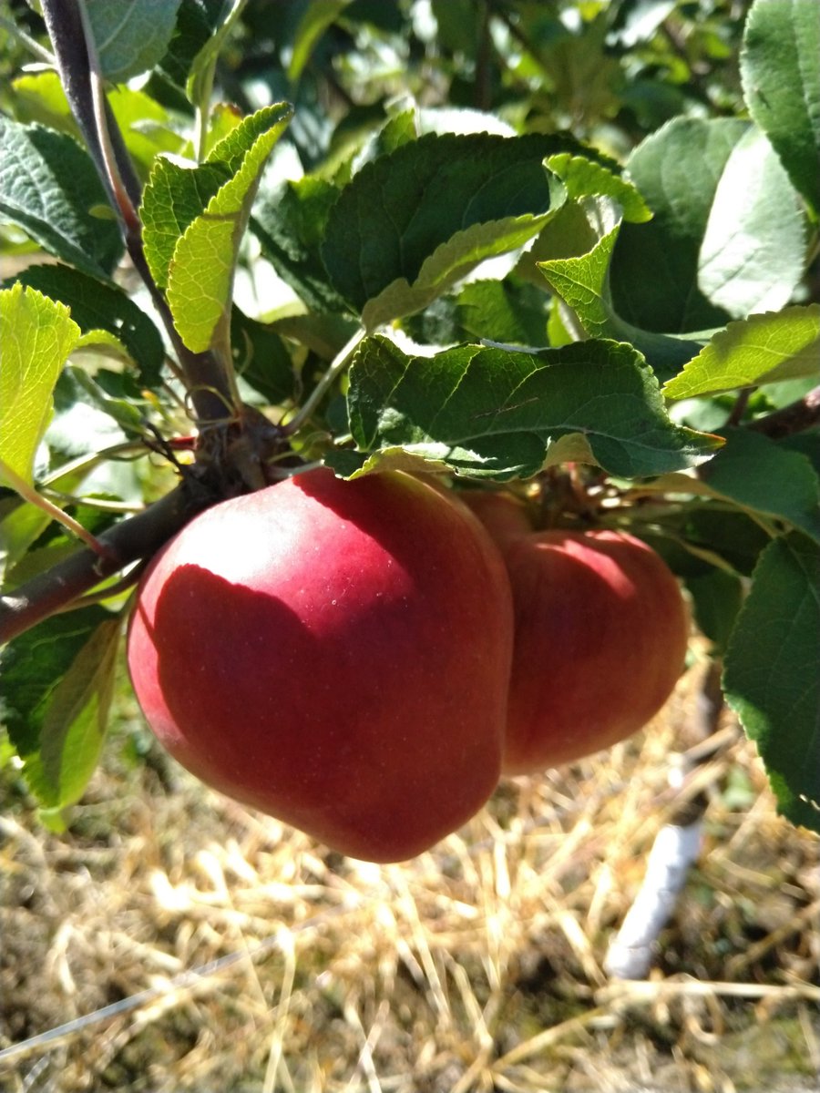 Most of the European cider apple varieties in our statewide cider project are looking pretty alright so far despite the winter! Pictured: Some of the trial trees, Bessie the dog, and Ellis Bitter on a mature tree, at <a href="/milkhoneyciders/">Milk & Honey Ciders</a> in Cold Spring, MN