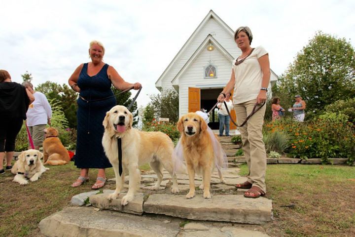The <a href="/GoldenRescue/">Golden Rescue</a> Annual Picnic is coming up FAST! Bring your golden(s) for a day of fun, frivolity, food, festivities, and more on September 21, right here at Viamede. More info is available at buff.ly/2GDbAgP.
