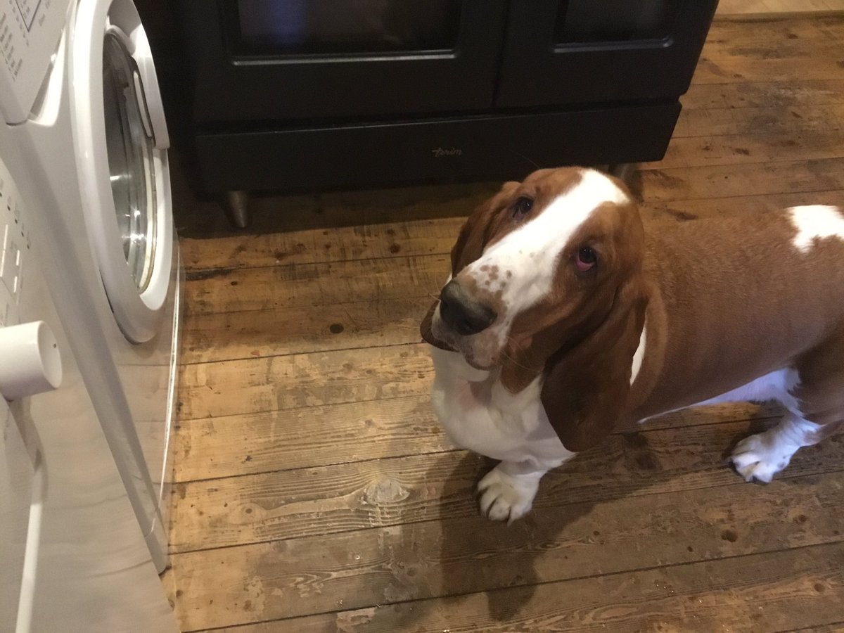 DebAllcockTyler's tweet photo. We have 2 nephs and 2 nieces staying over. We warmed 16 churros and left them on the side to cool. We turned our backs for about 5 seconds... We have 4 left... #cryingkids #thatbloodydog https://t.co/n6n9xY9KmO