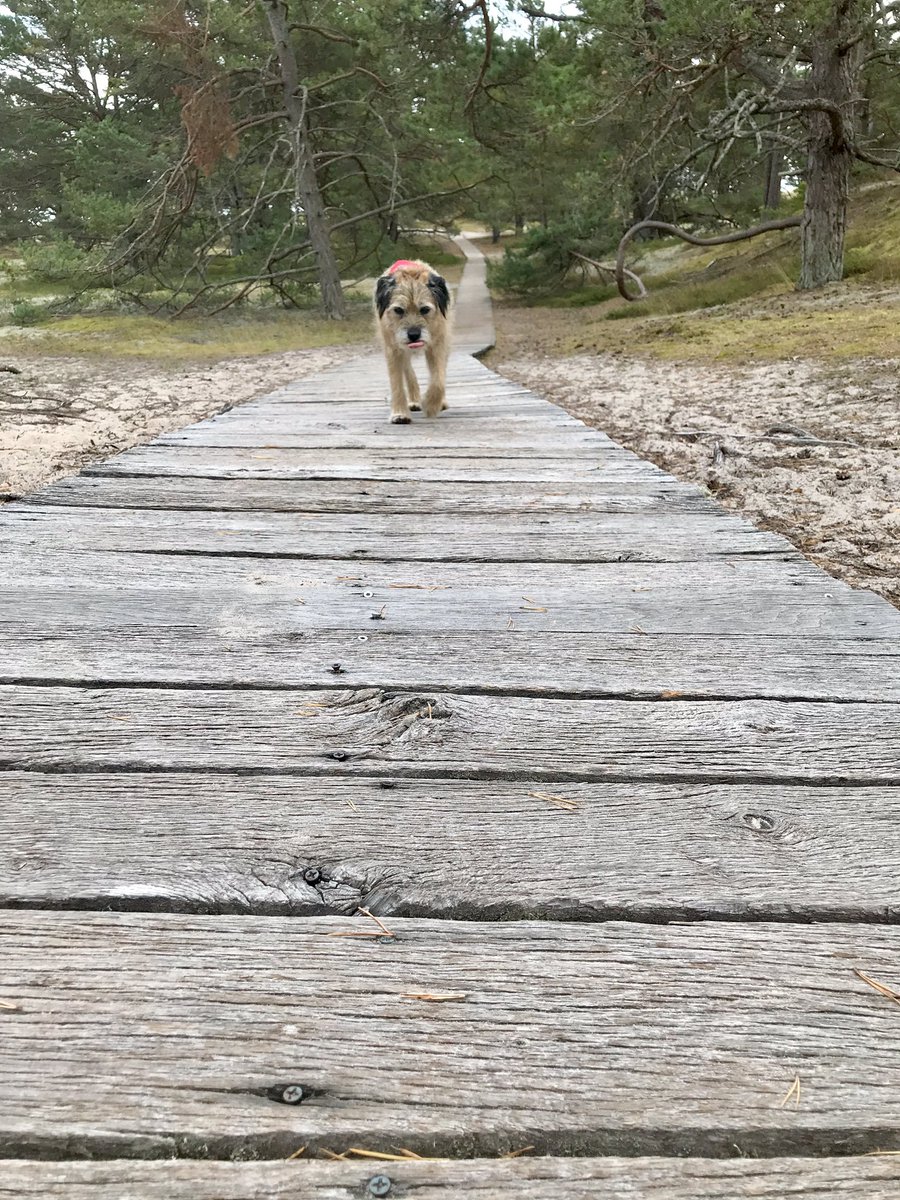 Europete2's tweet photo. Anyone else thirsty?#FridayFeeling #BTPosse #LONGWAYTOGO #borderwalk #traveldog #beach https://t.co/nLnyZFV7zY