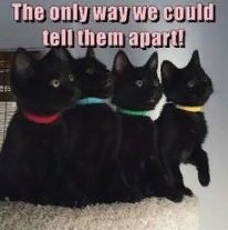 marillion13's tweet photo. LOL but good way!!!
@AlfiePanfur @PushkinPanther @ColeTheBlackCat @HomerBlindCat @iammoshow
Happy #Furriday from Gizzy, Thori, now angel Sisi & momcat.
πΉπΉπΉπ½π½π½ππππΎπΎπΎ
#BlackMinianthers #NoBadLuck https://t.co/bgwlWDp0EG