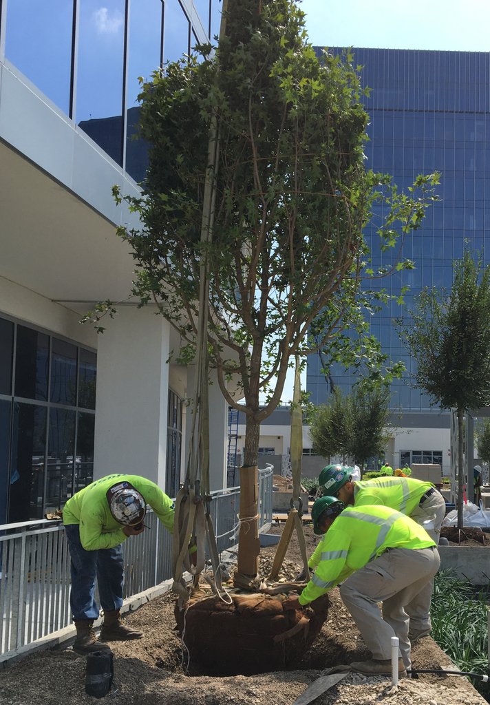 SoBoDallas's tweet photo. Design. Build. Grow. Our commercial landscape construction team is well-versed in all aspects of landscape, hardscape + irrigation construction. Here's our skilled team installing trees on the roof of Legacy Tower! #landscapeconstruction #SouthernBotanical https://t.co/QM5nQWZUuy