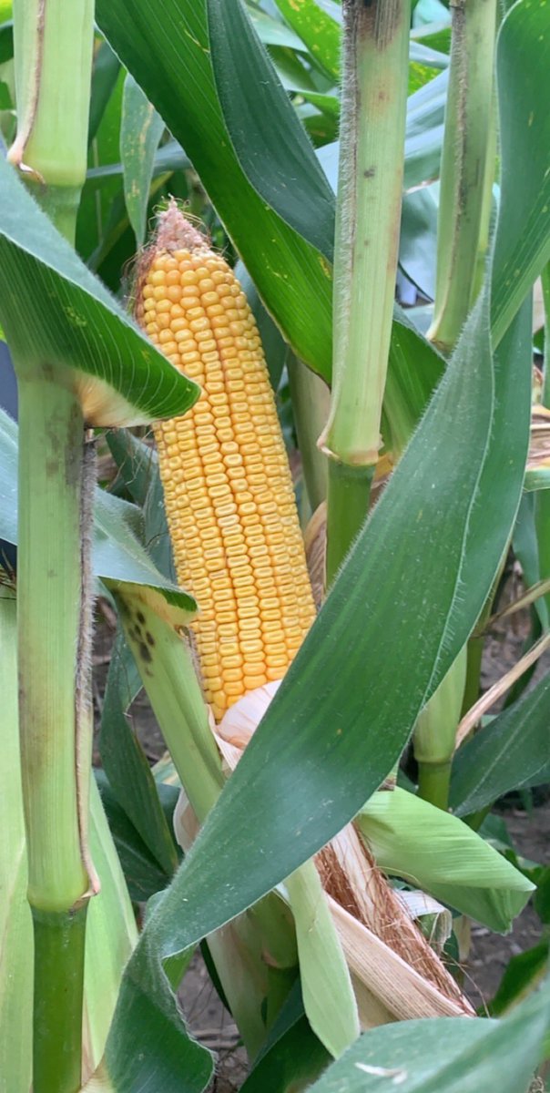 GohnAg_Pioneer's tweet image. Had the opportunity to look at some current and upcoming Pioneer hybrids this morning! Can’t wait to see what the future holds for these hybrids! @PioneerSeeds @AndrewFerrel1 @JeffTacheny @drgumz #localtesting #plots