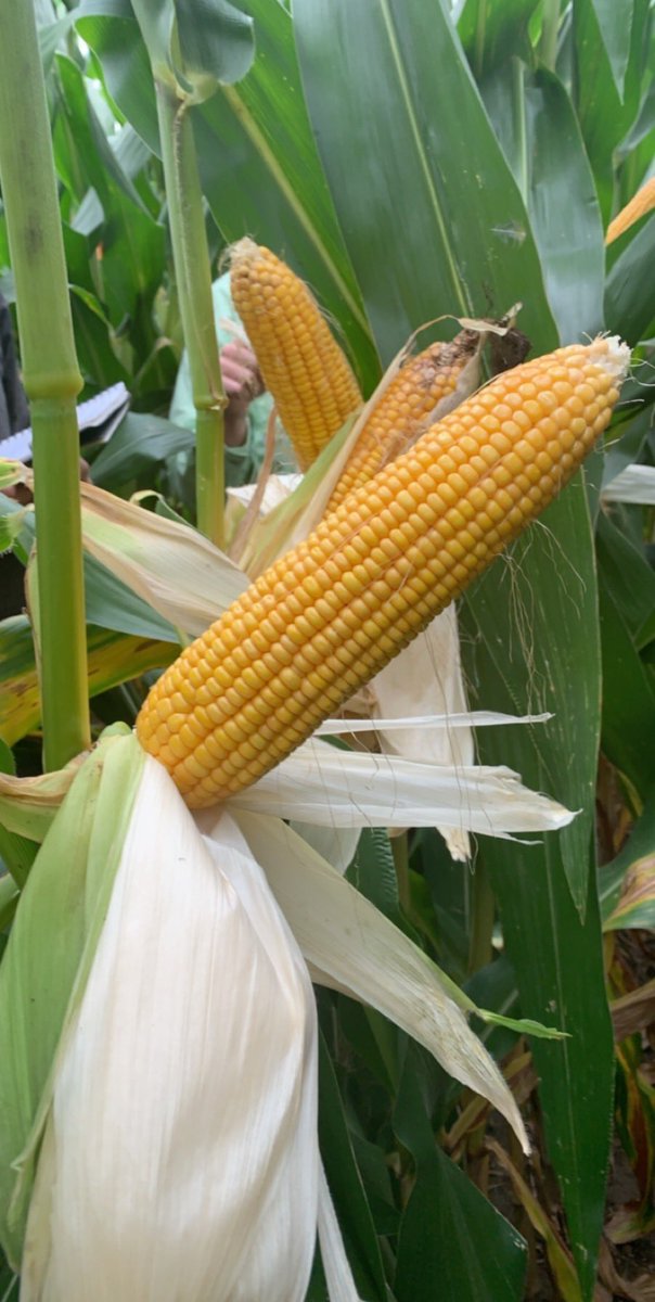 GohnAg_Pioneer's tweet image. Had the opportunity to look at some current and upcoming Pioneer hybrids this morning! Can’t wait to see what the future holds for these hybrids! @PioneerSeeds @AndrewFerrel1 @JeffTacheny @drgumz #localtesting #plots