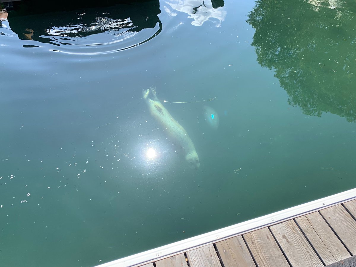 SSadventureco's tweet image. Seals in the harbor. Dancing in the phosphorescence, curious about the kayaks, snorting away and checking us out! You never know what you might see out on the water. Join us on one of our many kayak tours today! 

#kayaktours #oceankayaking #comeadventurewithus #SSAdventureCo