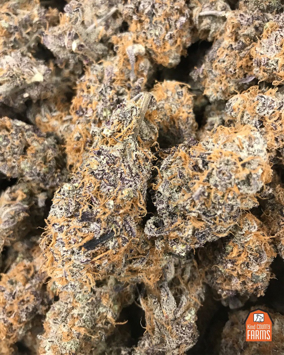 DOLATO! // <a href="/KindCountyFarms/">KindCountyFarms</a> // Summer 2019
.
.
.
#cannabiscommunity #missionorganic #Oakland #cannabisdaily #gorillacookies #sunsetsherbet #budshots #nugshot #cannabisconnoisseur #terps #hightimes420 #420everyday #stonersdaily #westportal #parkmerced #ingleside #southofmarket