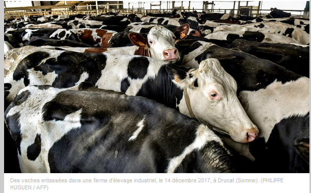D'ailleurs quand je lis "vaches entassées" sur la légende de la photo, il faut savoir que ce sont juste des vaches qui sont sur un quai d'attente d'une salle de traite.Quelque soit la forme de l'élevage, c'est la même chose sauf si la traite est robotisée...(3/n)
