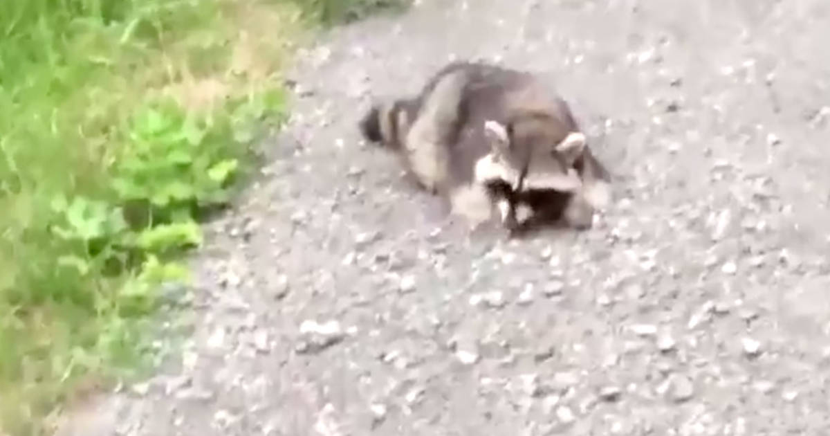 Raccoons are getting drunk in #Ontario from fermented fruit and the videos are hilarious bit.ly/2k3Uvo1