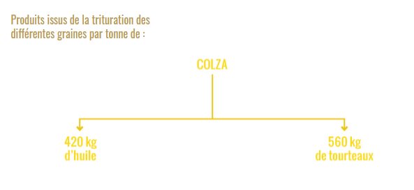 Quand on cultive 1ha de colza à 3.8T , on obtient 1600kg d’huile et 2130kg de tourteaux.Source :  http://terresunivia.fr/produitsdebouches/alimentation-animale/tourteaux-d-oleagineux(15/n)
