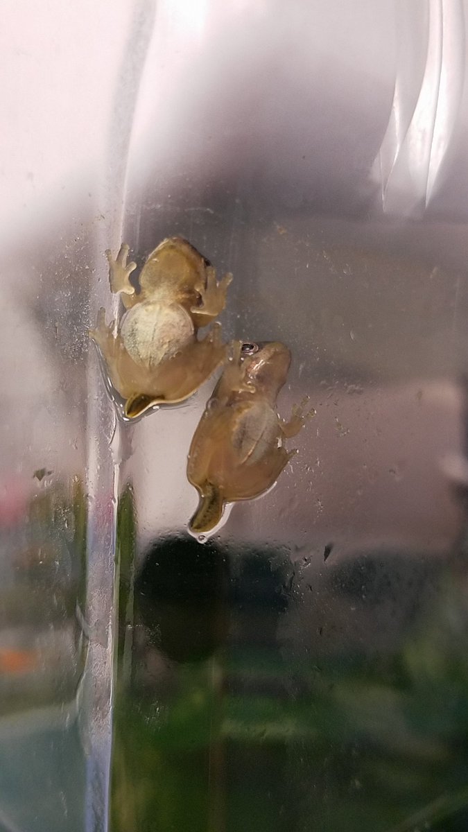 Tiny frogs
<a href="/ShaferTweets/">Shafer Elementary</a>