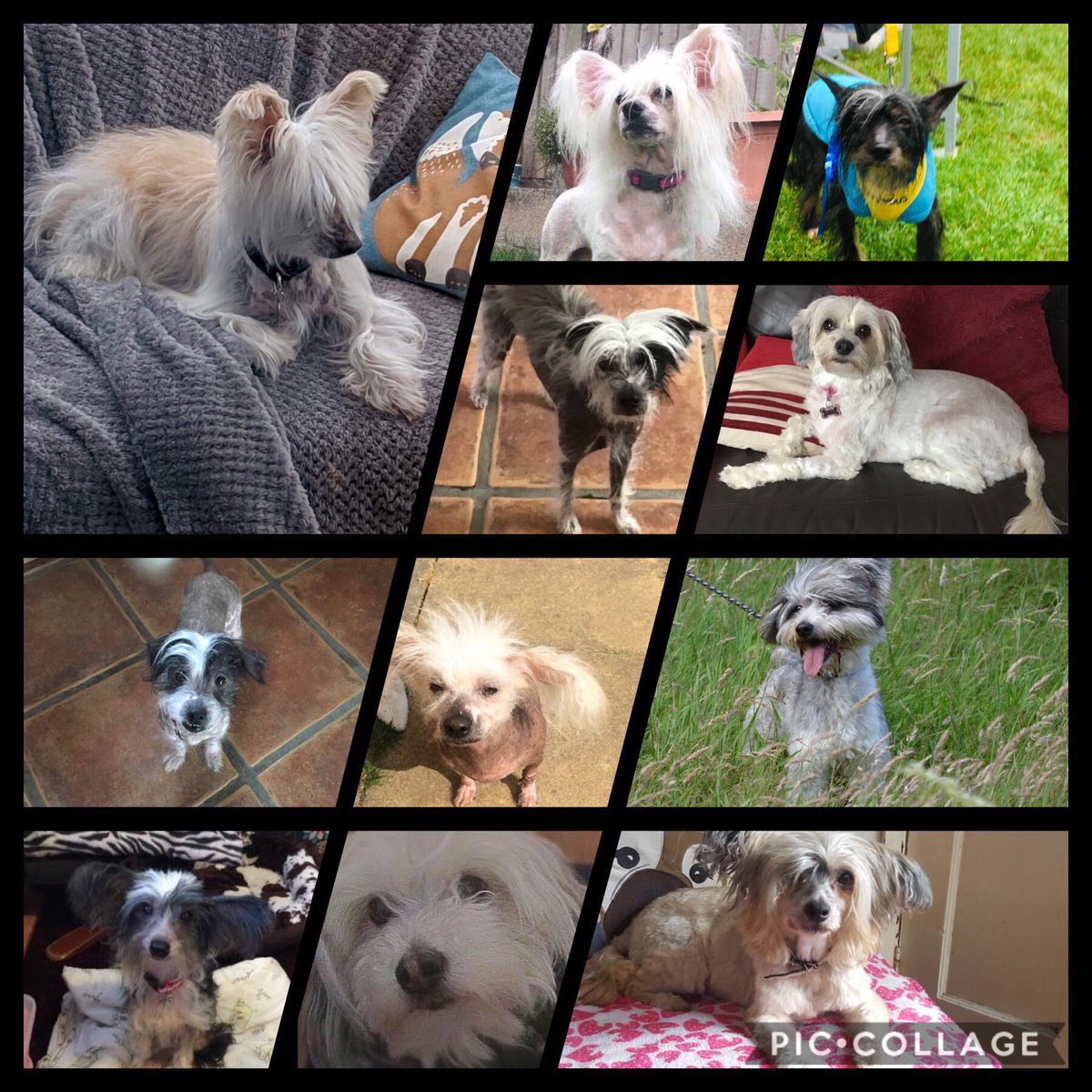 karen73984451's tweet photo. #FridayFeeling #abundance of beauties all ready and waiting on fabulous furever homes #TeamZay #itsallaboutthedogs @CCCGBR https://t.co/112HBygXxG