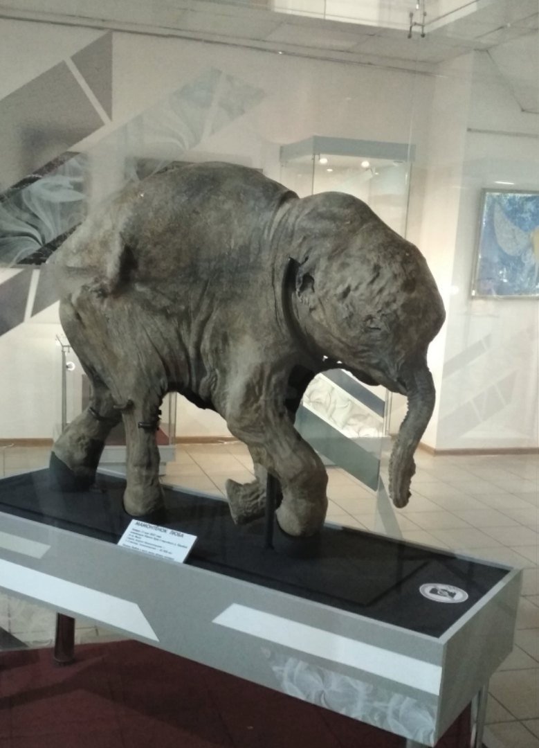 Наши посетители скажут все за нас. Спасибо за отзывы!!! ❤ В воскресенье с 12:00 на выставке "40 000 ЛЕТ И ЗИМ. ДОЛГИЙ СОН МАМОНТЕНКА ЛЮБЫ" будет проходить мастер-класс по росписи камней. #огикмузей #омскийкраеведческий #кудасходитьвомске #выходныевомске #выставка #мамонтенокЛюба