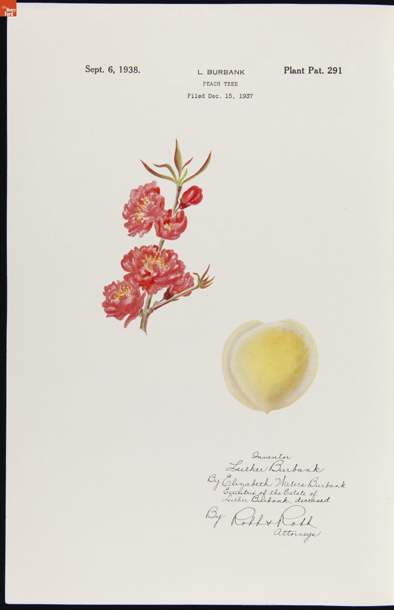 JUArchivist's tweet photo. @KCArchives How about a peach?

U.S. Plant Patent 291 for Luther Burbank Peach Tree, 6 September 1938 #OnThisDay #ArchivesInventions #ArchivesHashtagParty @thehenryford #ImAPeach https://t.co/tsk8Ku2VIs https://t.co/SqD512r3Go