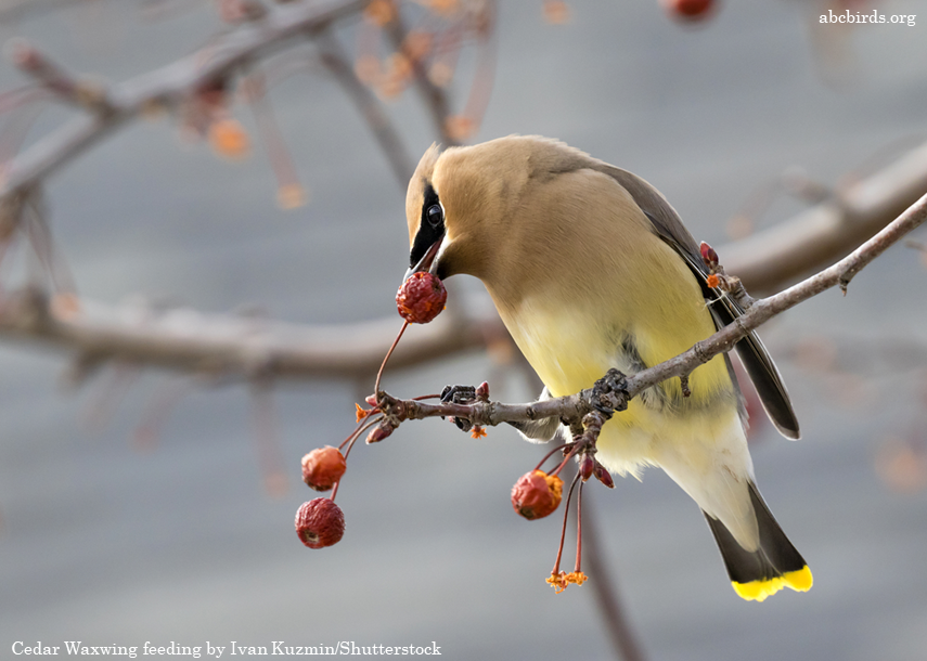 AppMountainsJV's tweet photo. 📣 It’s Feathered Friends Friday here at the Appalachian Mountains Joint Venture #AMJV! 🥳
 
Today is all about the Cedar Waxwing, a dapper beauty that has bright-red, waxy tips on its secondary wing feathers. Learn more by visiting: https://t.co/ZhisejQCdV https://t.co/ye2IRyptfX