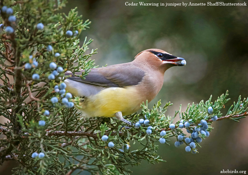 AppMountainsJV's tweet photo. 📣 It’s Feathered Friends Friday here at the Appalachian Mountains Joint Venture #AMJV! 🥳
 
Today is all about the Cedar Waxwing, a dapper beauty that has bright-red, waxy tips on its secondary wing feathers. Learn more by visiting: https://t.co/ZhisejQCdV https://t.co/ye2IRyptfX