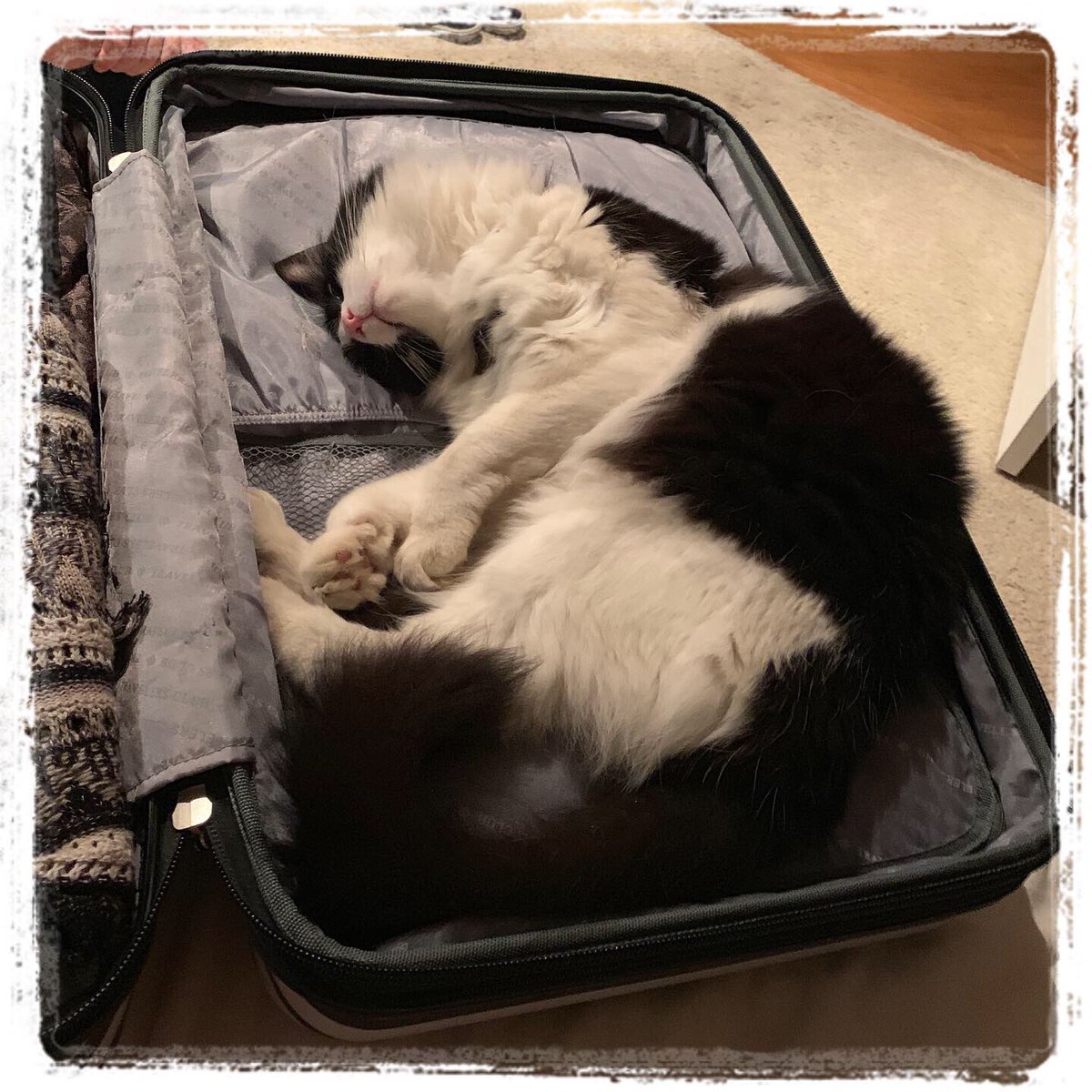 mavericktux's tweet photo. Meowmy left for Europe today, so I tried to sneak into her suitcase. She didn’t fall for my attempts to sway her with my cuteness. 😼😸😻
—
#suitcasecat #catinsuitcase #tuxedocat #tuxie #catcuteness #catcute #cutecat #ilovemycat #mygreatcat #bestmeow #catsofinstagram https://t.co/U2olTTAG7D