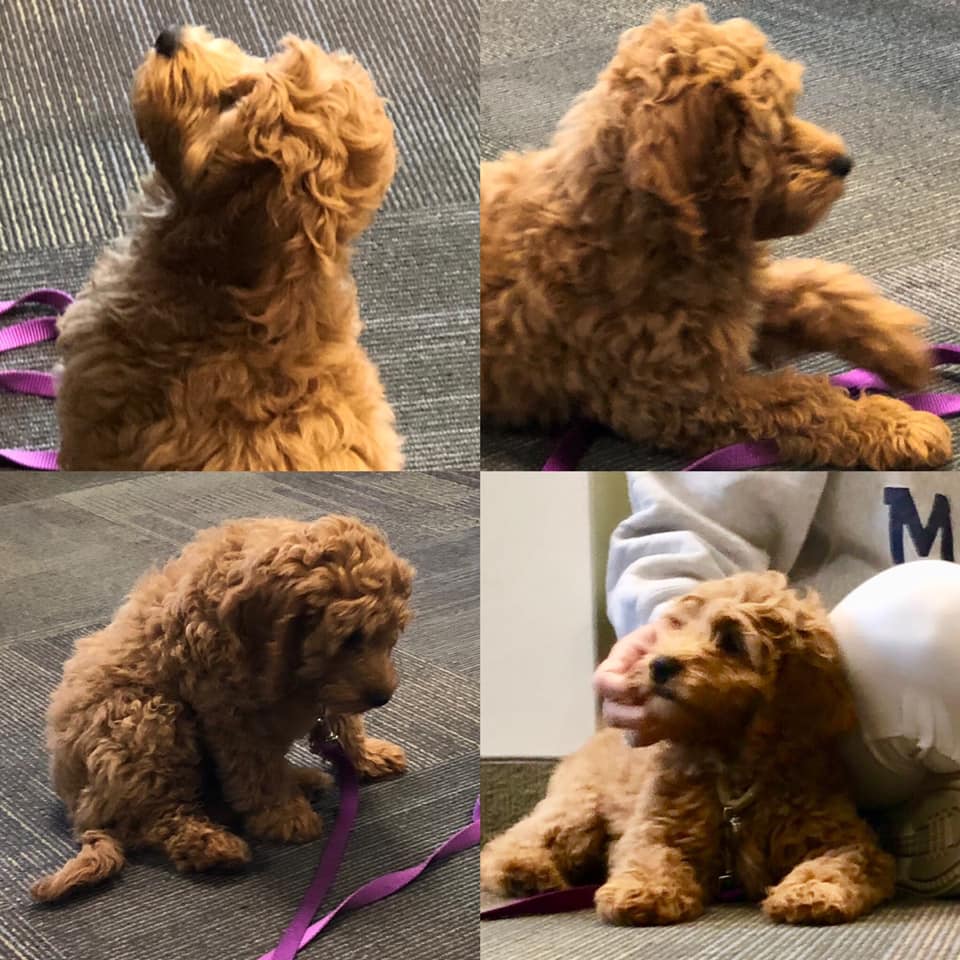 We’d like to introduce you to the newest member at <a href="/EllisCommercial/">Ellis Commercial Development</a>.  Brandy will start as the Director of Stress Reduction next week.

Who else has 4 legged co-workers?

#dogs #smile #dogsatwork #cre #commercialrealestate #propertydeveloper