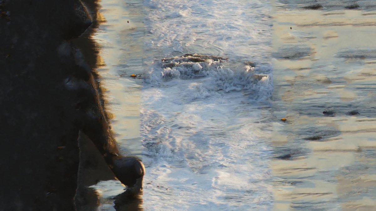 wizpolys's tweet image. 𝗕𝗲𝗮𝗰𝗵 #ebsynth