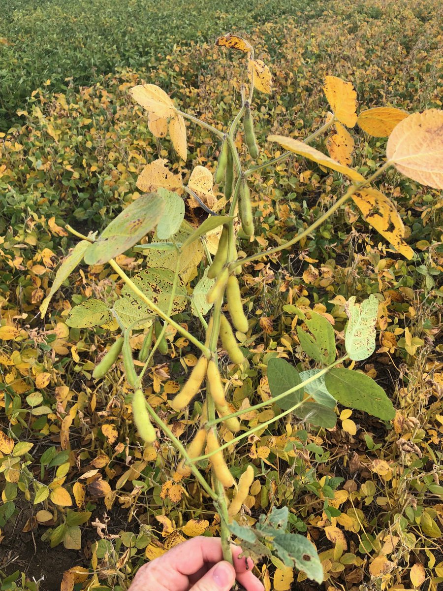 At least something seems to be enjoying these rains. Need some more cooperation from Mother Nature.