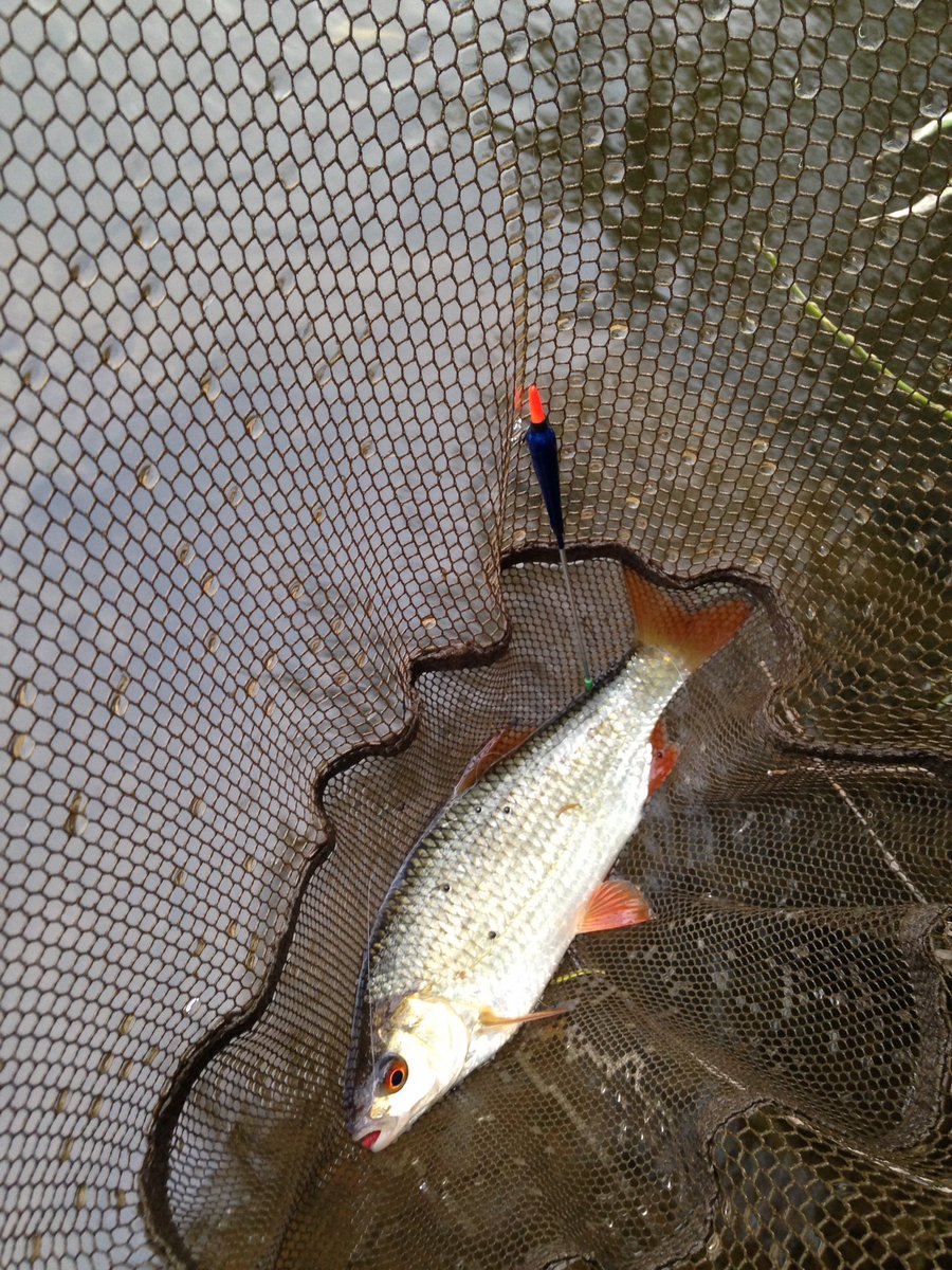 cwcstickers's tweet photo. #stickfloat #middleSevern #keepitsimple  a few surprises in with the small Dace &amp; Chublets this evening 👍🎣 https://t.co/yoUhMRt7T7